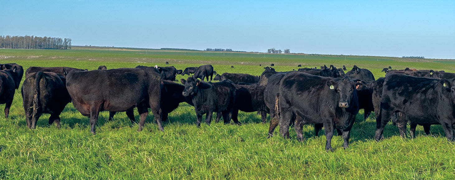 Cattle grazing in golden hour ranch landscape