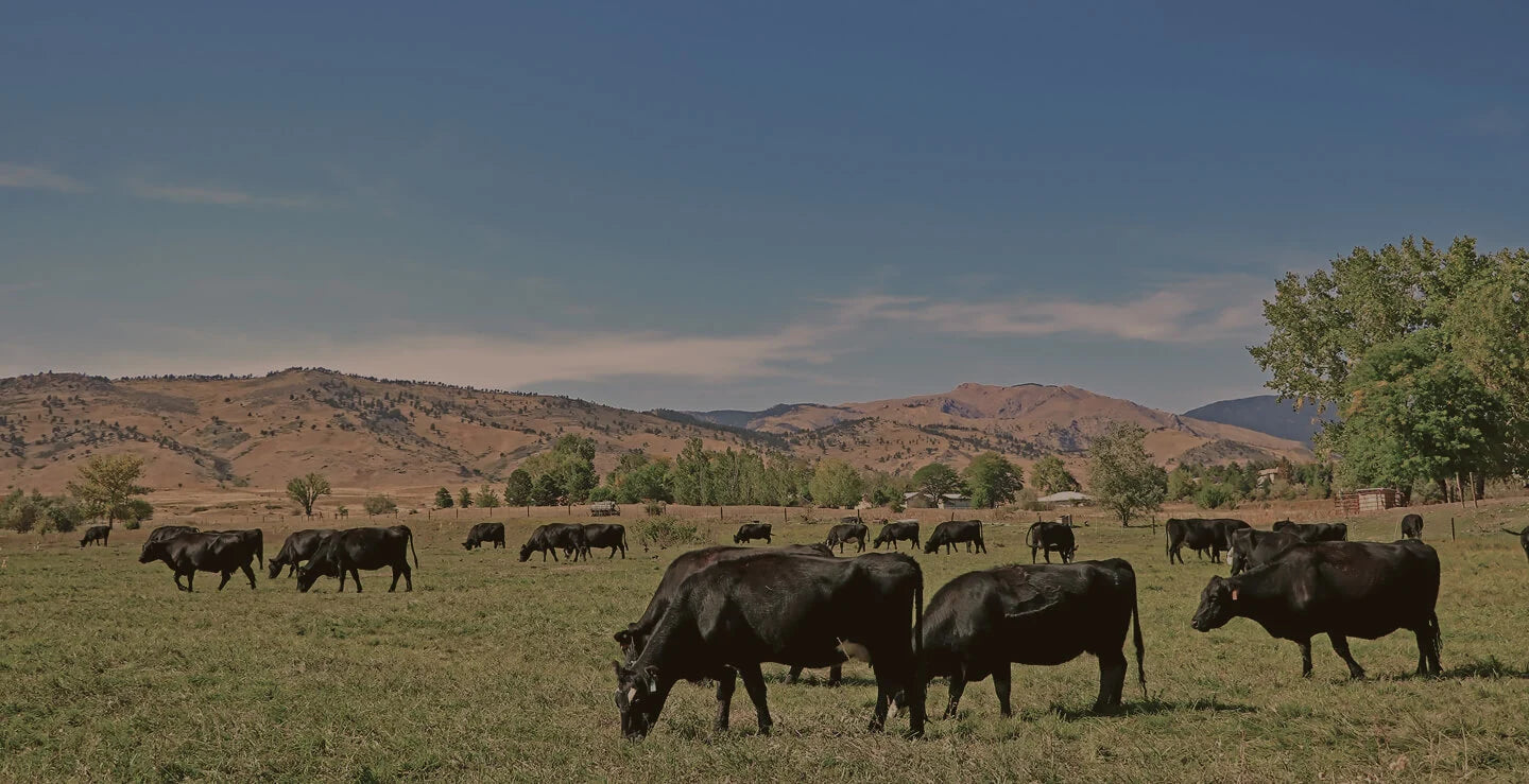 Cattle grazing on open pasture